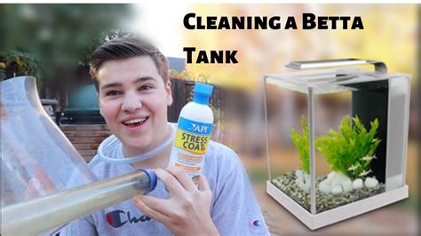Water surrounds your betta fish its entire life. HOW TO CLEAN A *BETTA FISH TANK* - YouTube