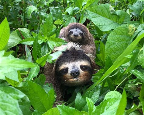 Slow And Steady Wins The Race Secrets Of Sloths Revealed