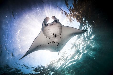 Discover Amazing Manta Ray Facts