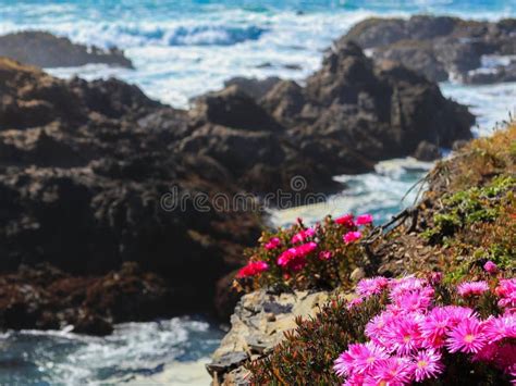 Pacific Ocean Flowers Stock Photo Image Of Green Nature 7587914