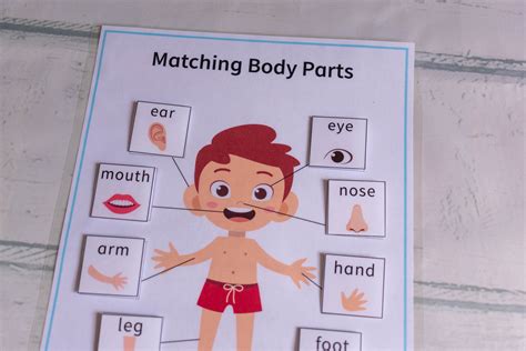 Body Parts Matching Game Homeschool Educational Worksheet Etsy
