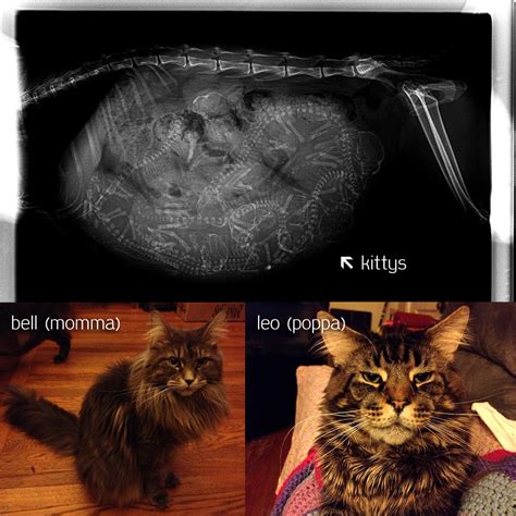 X Ray Kittens A View From The Womb Life With Cats