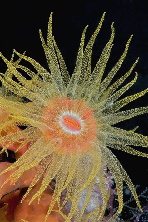 Coral Polyp ©dave Fleetham Printscapes Fineartamerica Sea