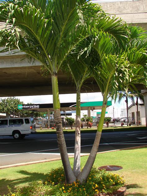 Polynesian Produce Stand ~christmas Palm~ Adonidia Merrilli Dwarf