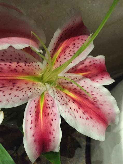 Close Up Of A Pink Tiger Lily Stock Image Image Of Bloom Floral