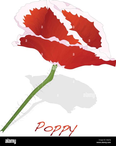 Red Poppy Flower Isolated On White Background Vector Illustration