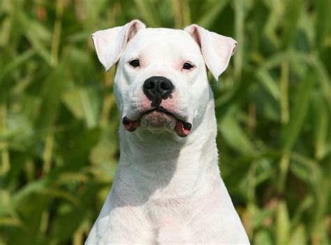 Dogo Argentino Dog Breed Description Temperament And Facts Britannica