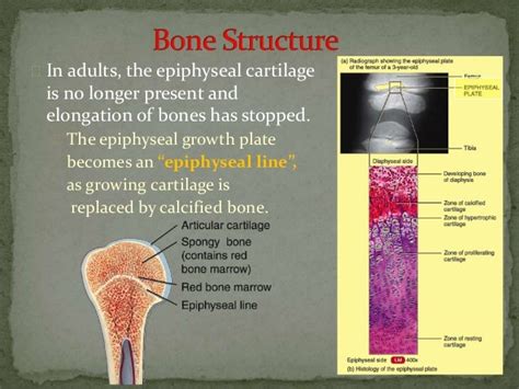 The Use Of Epiphyseal Lines To Estimate Age Steve Gallik