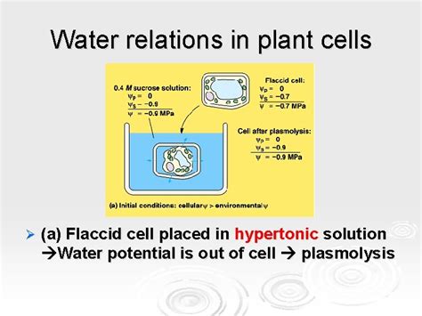 Water Potential Osmosis Plant Cells Plants Water Potential