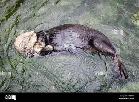 A Female Sea Otter Enhydra Lutris At The Vancouver Aquarium In