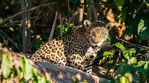 Top 10 Wildlife To Spot In The Amazon