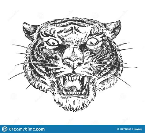 Angry Wild Growling Tiger Face Cartoon Vector Cartoondealer Com