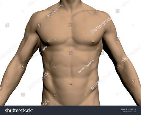 Nude Male Torso Front View Without Stock Vector Royalty Free