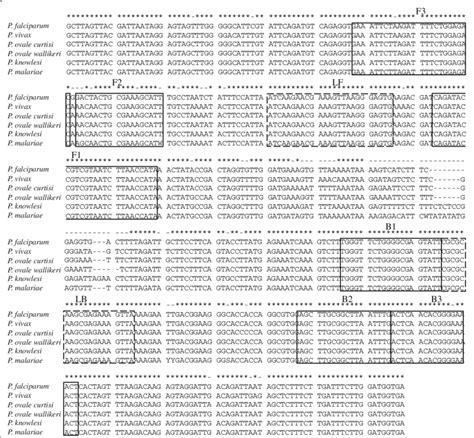 sequence alignment of 18s rrna of human plasmodium parasites and primer download scientific