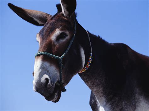 Donkey Wallpapers Pets Cute And Docile
