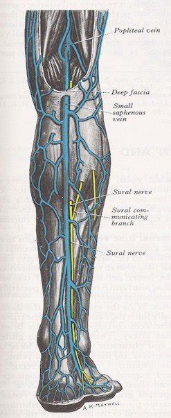 Veins Of The Leg Posterior View