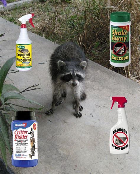 Raccoon Repellent What Deterrent Works Raccoon Repellent Getting