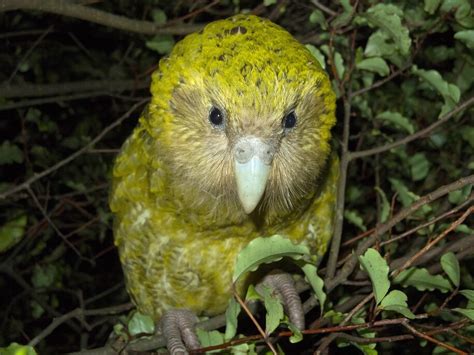 The Kākāpō The Worlds Only Flightless Parrot After Decades Of Near