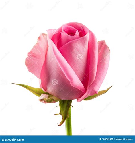 Pink Rose Bud Close Up Isolated Stock Photo Image Of Valentine