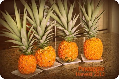 Growing Your Own Pineapples Inside Nanabreads Head