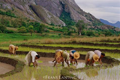 betsileo women planting rice central madagascar paysages du monde patrimoine mondial madagascar