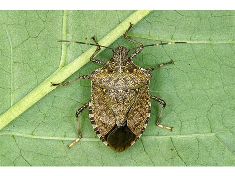 Stink Bugs Come To Michigan How To Get Rid Of Them Ferndale Mi Patch