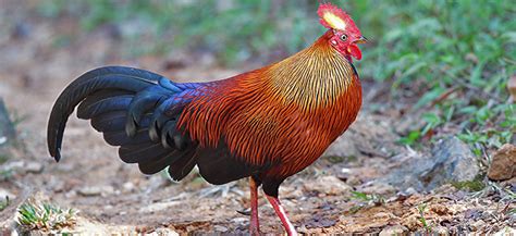 Sri Lanka Junglefowl Gallus Lafayettii Adventure Birding