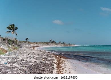 Plastic Trash Algae On Sandy Beach Stock Photo Shutterstock