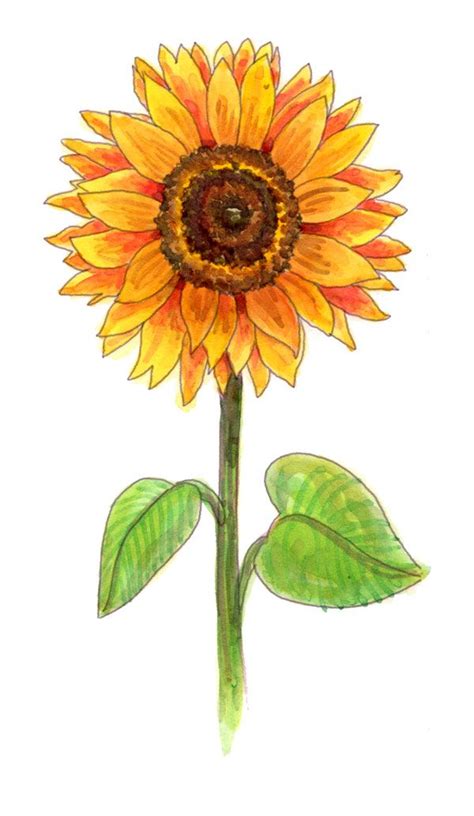 Drawing A Sunflower Sunflower Drawing Flower Drawing Images