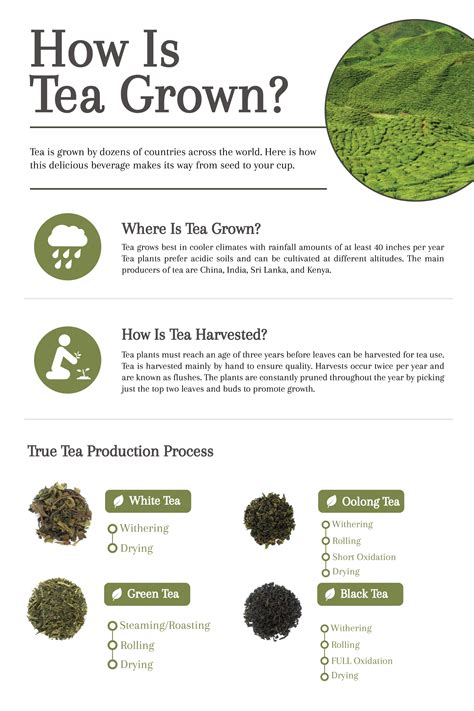 How Is Tea Grown The Story Of Tea From Harvest To Cup Cup And Leaf
