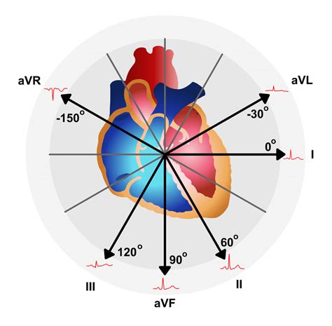 The Circle Of Axes The Electrical Axis Of The Heart May Be Visualised