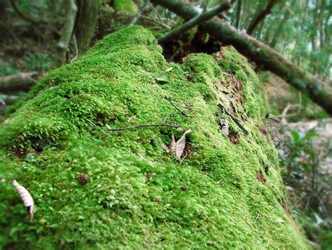 Moss On The Forest Floor By Goblinstock On Deviantart
