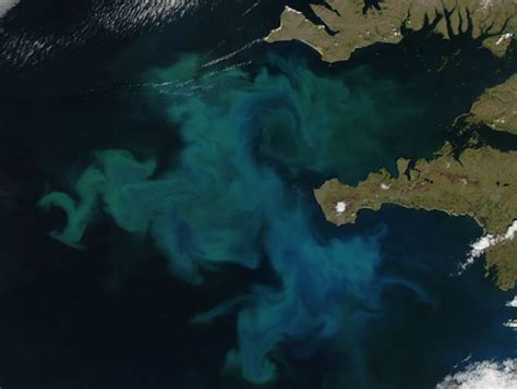 Magnificent Marine Algae Blooms Seen From Space Earth