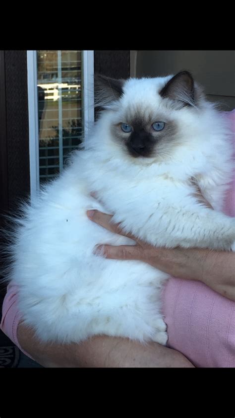 Ragdoll Cats For Sale Vancouver Wa 286532 Petzlover