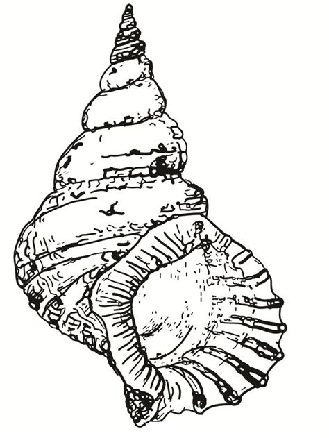 Think fish, crabs, starfish, seashells, fish nets, blue sea and sand. Seashell Coloring Page Images | Beach Crafts | Pinterest