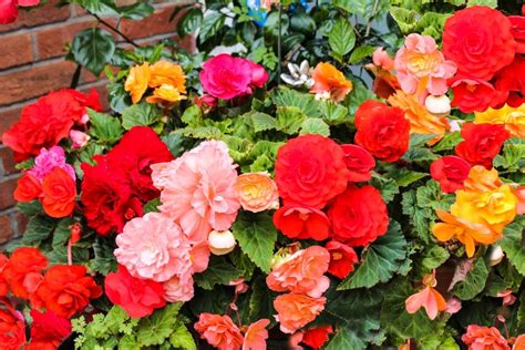 Fimbriata Begonias Container Flowers Container Plants Container