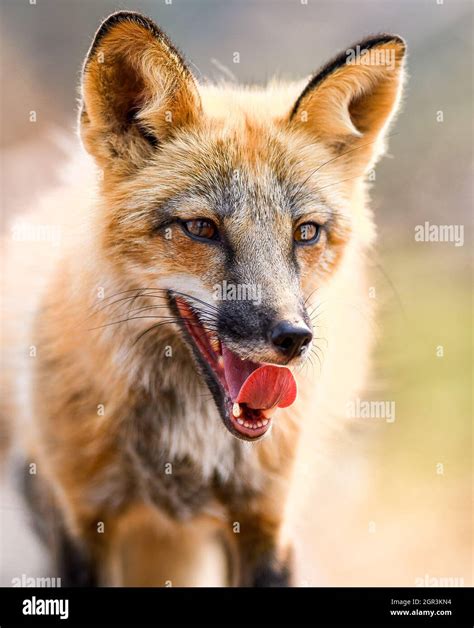 Mammal Portraits Hi Res Stock Photography And Images Alamy