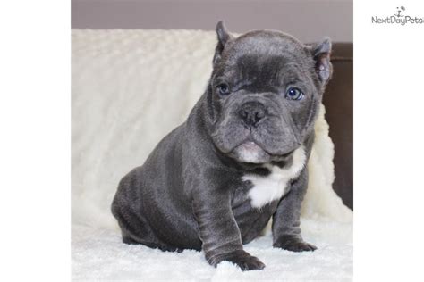 Mino kerouani has been breeding pitbulls for over a decade and has. American Bully puppy for sale near Los Angeles, California. | ef26e8e4-eff1