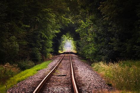 Free Images Tree Nature Forest Track Morning Train Travel