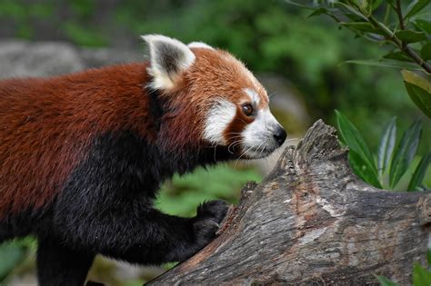 Panda Red Bear Cat Ailurus Free Photo On Pixabay