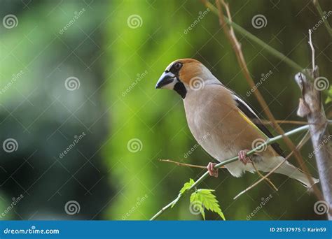 Hawfinch Stock Image Image Of Hawfinch Animal Conservation 25137975