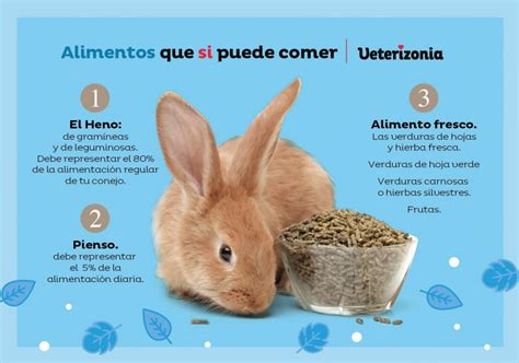 Alimentos Ideales Para La Dieta De Los Conejos Mascotario