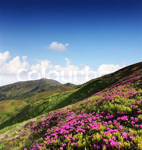 Magic Pink Rhododendron Flowers On Summer Mountain Stock Image