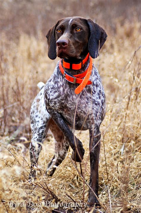 Adventures Of A Gsp Hunting Dog Hunting Dog Photography Tips Part 1