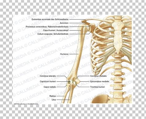 Bone Human Skeleton Anatomy Human Body Upper Limb Png