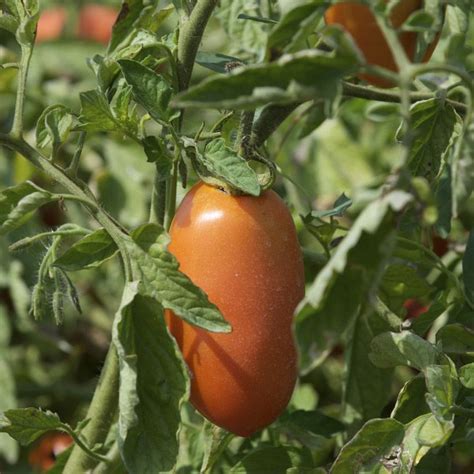 Explore our huge selection today! Everything you Need to Know About Growing San Marzano ...