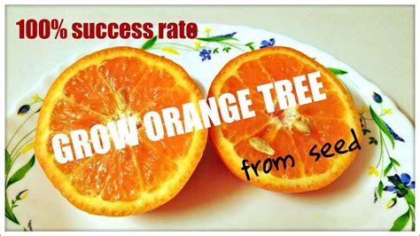 Grow Orange Tree From Seed 100 Success Rate Youtube