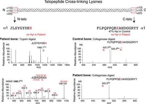 Hydroxylation Status Of Telopeptide Crosslinking Lysine Residues In