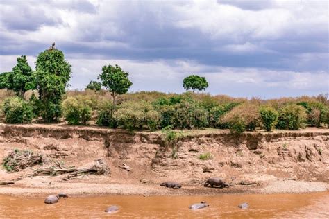Hippopotamus Crossing The Mara River In The Maasai Mara National Game