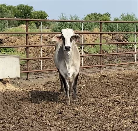Brahman Heifer 29442 Ribear Cattle Co
